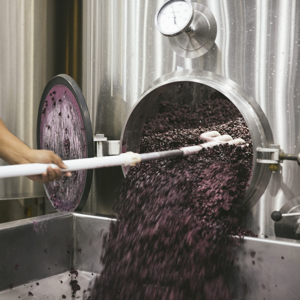 raking grapes out of tank